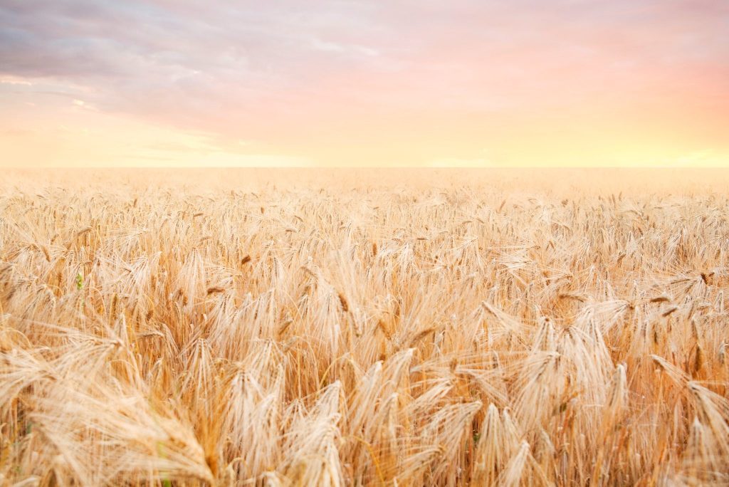 Kansas, wheat field, sunrise, Lawrence, graveyard, pastoral, reflection